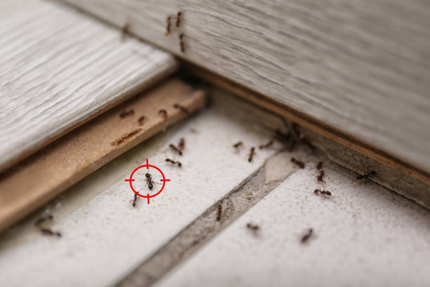 Best Local Pest Control Services  in Hallam, PA