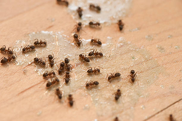 Best Spider Control Near Me  in Hallam, PA